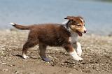 BERGER AUSTRALIEN PUPPIES 125